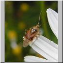 Lygus pratensis - Gemeine Wiesenwanze 01.jpg